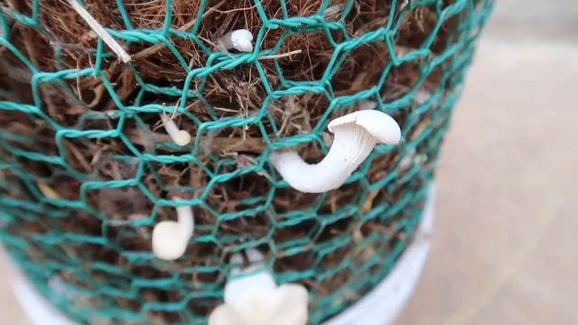 Awesome idea! How to grow mushrooms at home in bulk, anyone can do it