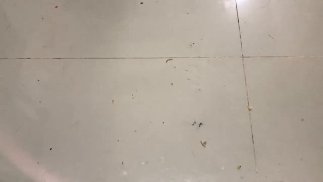 Cuman Pakai Ayam Saja Dengan Live  Cat Doyan Baget