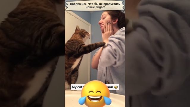 Умные коты