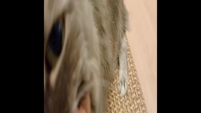 Филя хитрит, а мама его балует