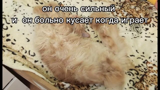 о моём котике