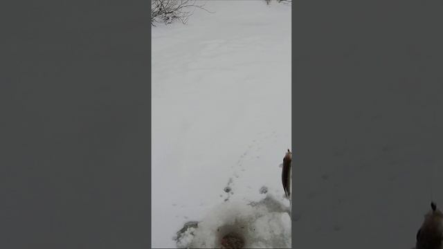 Чебачок на игру мормышки с опариком