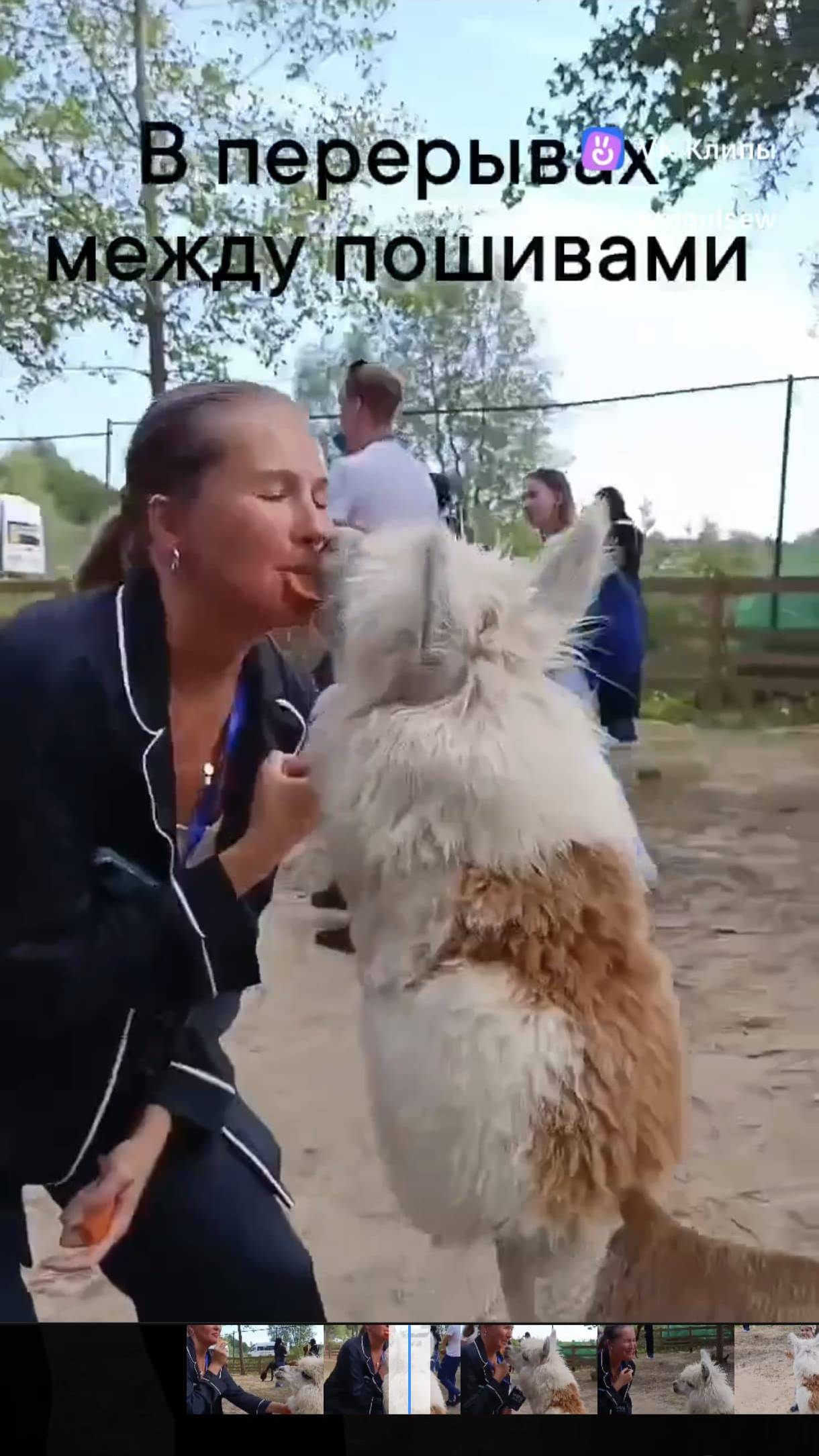 Сегодня я целуюсь с альпаками. Шить буду завтра