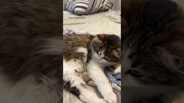 Котята две сестры