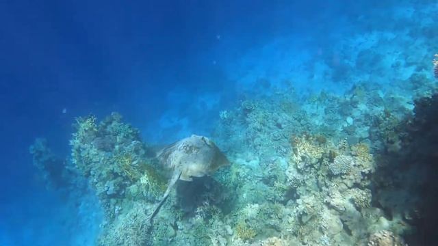 Stingray underwater dance - Under Red Sea - Underwater world - Underwater video
