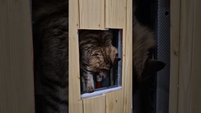КК - криминальные коты 🐱