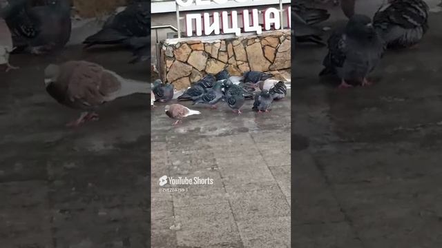 #respect #birds #голуби #ворона.mp4