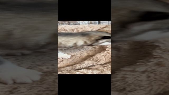 Хаски малыши