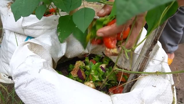 Tips for using kitchen waste to grow dragon beans for extremely large, crunchy fruits