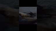 Баба Яга спасёт мир. Всем хорошего вечера