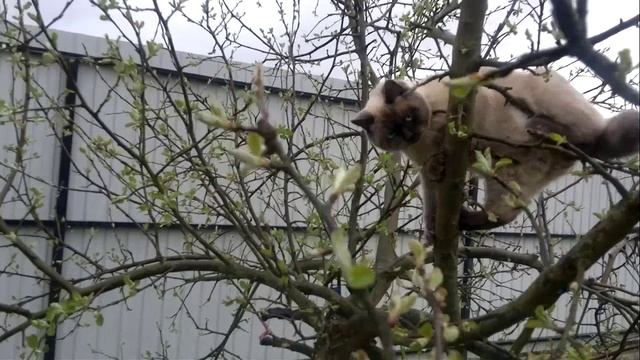 кот птицелов