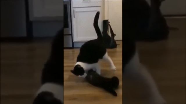 Подборка кошачьего рестлинга