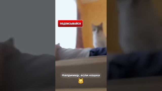 Вредно ли спать с питомцами?  #животные  #обовсем  #собака  #факты  #топ #котики #кот