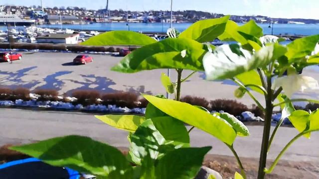15. mars 2021 Physialis, paprika og chilli med blomster, hvitløk, anisisop, kiwibær våren 2021