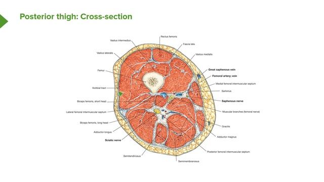 04. Gluteal Region and Posterior Thigh