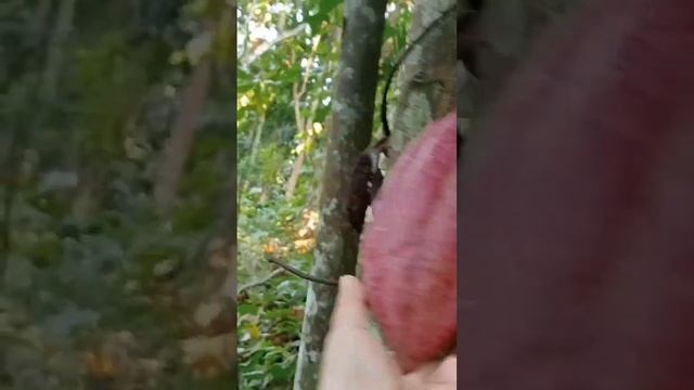 CACAO FRUIT FARM IN MOUNTAIN #shorts #shortfeed #satisfying #harvest