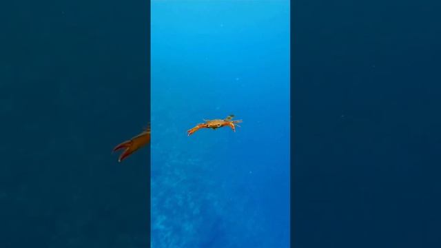 вы когда-нибудь видели плавающего краба #дайвинг #океан #underwater #oceanlife #рыба