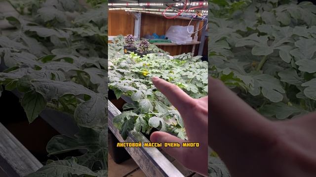 Новый рекорд