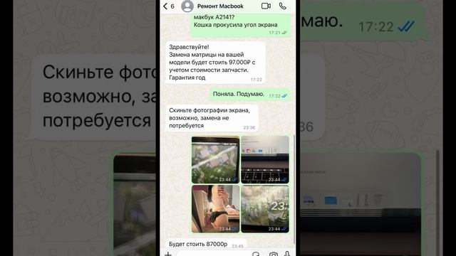 Кошка Бебра сломала дорогой ноутбук