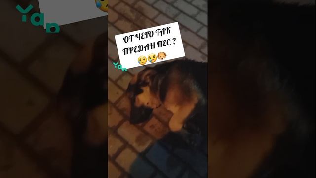 ОТ ЧЕГО ТАК ПРЕДАН ПЕС ? 😥😢🐶