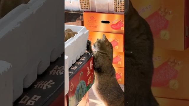 Кот создает новогоднее настроение