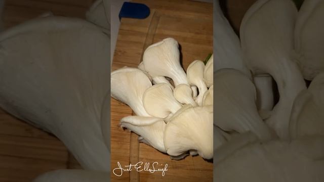 Oyster Mushrooms #shorts