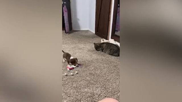 Ежедневные котики 29