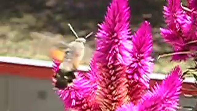 Colibri butterfly