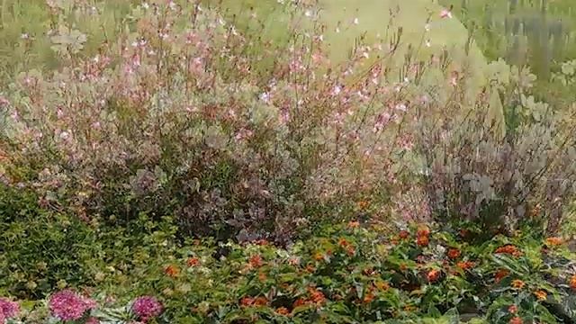 Get to Know Gaura/Indian Feather/Wand Flower - Sun-Loving Plants