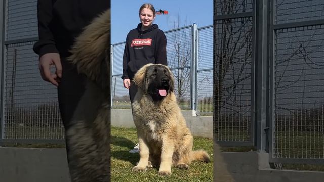 Puppy as strong as a lion cup