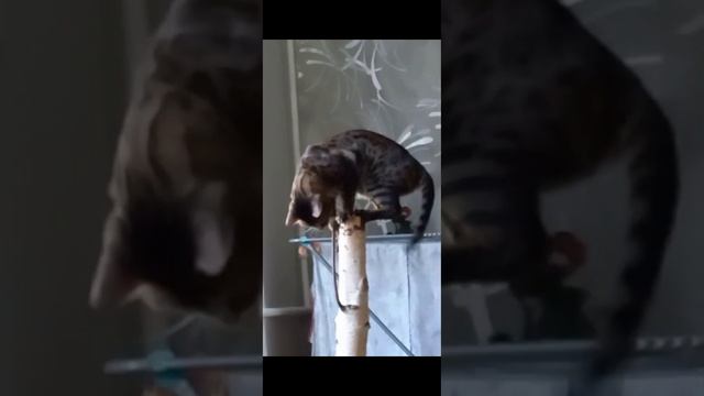 Деревянная когтеточка