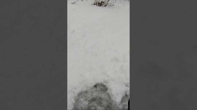 Чебачишка на зимнюю удочку