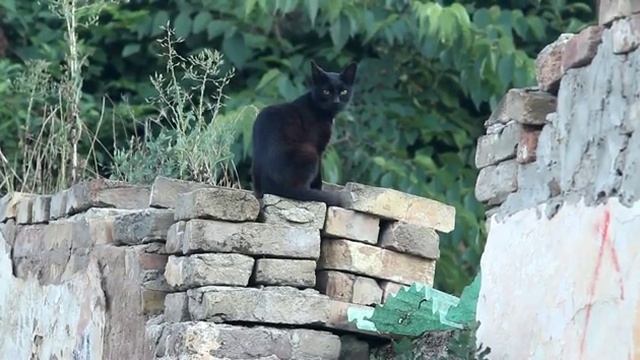 Стена. Кошка...