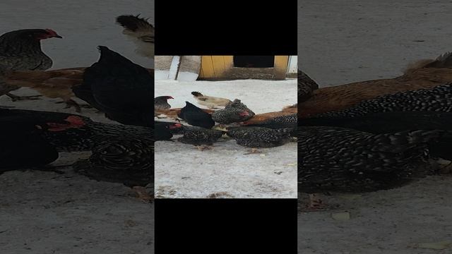 В январе даю курочкам 🐔 кабачок. Витамины очень нужны и полезны☝