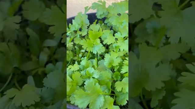 #shorts #coriander #musturd plants 🌱