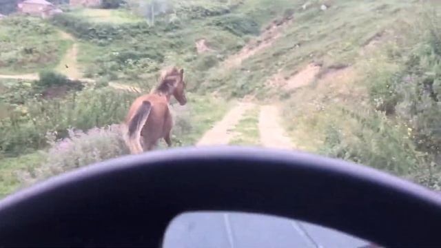 Атрик лошадки