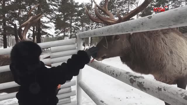 Гостья из Каланчака в Сафари-парке и краеведческом музее