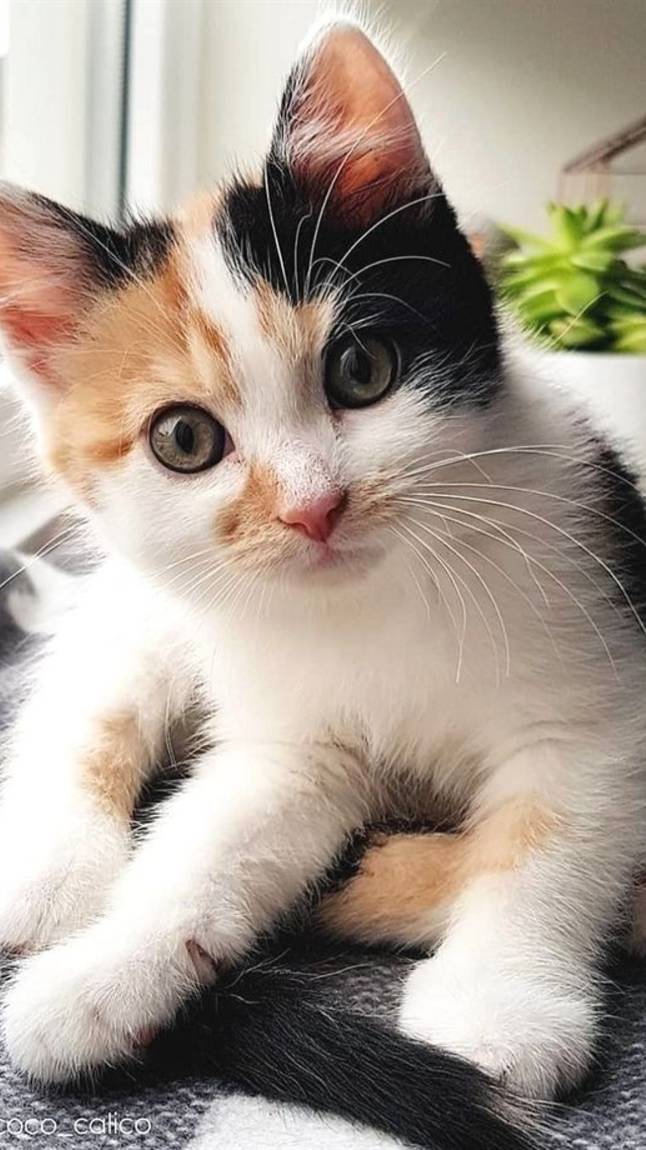 Как котики входят в дом)