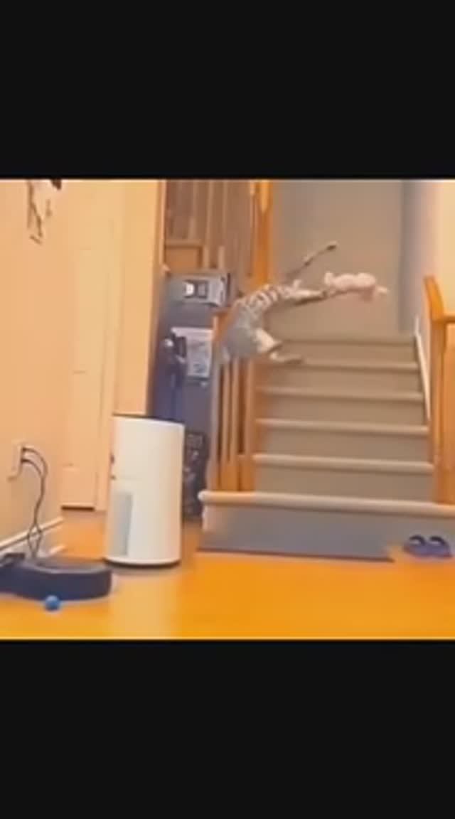Смешные 😅  котики 😹