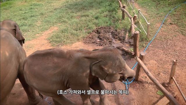 입장료 없이 치앙마이 동물농장 체험하기 [태국 04]_가성비 넘치는 부부세계여행