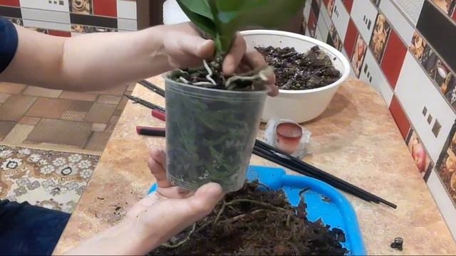 Пересаживаю фаленопсисы🌿Удаляю плохие корни🌿#растения #цветы #орхидеи #flowers