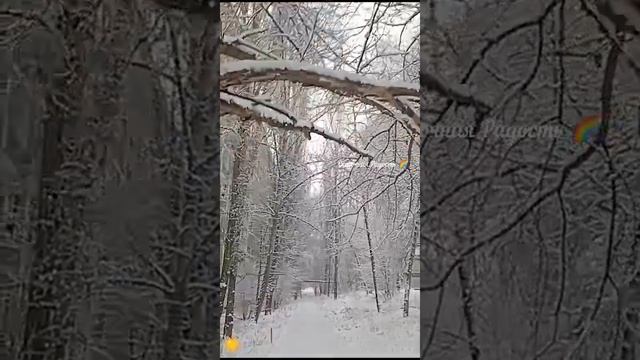 Прогулка в декабре. Снег ❄️ 12.12.24 год Саратов