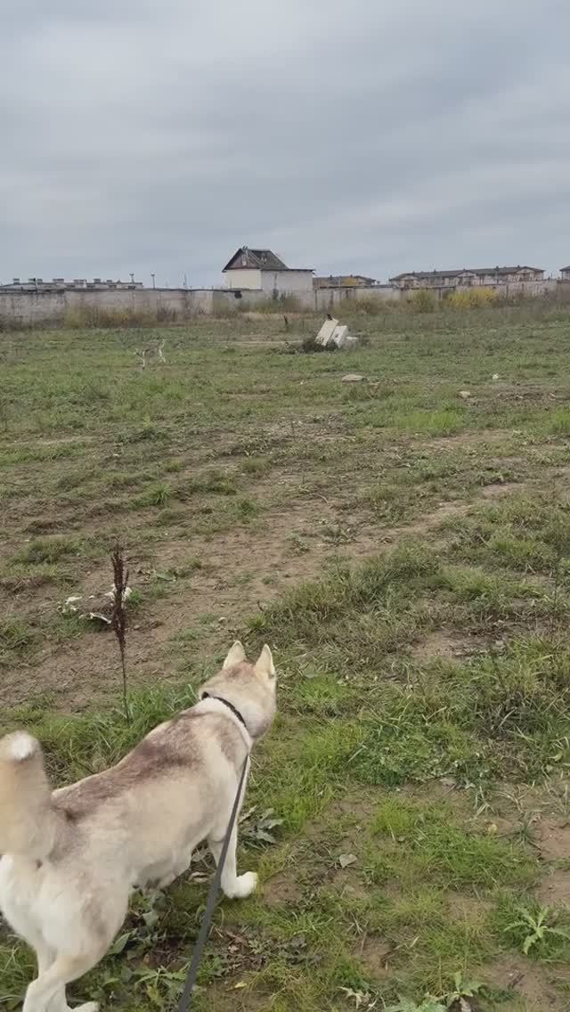 Хаски. Гоняем 🐦⬛