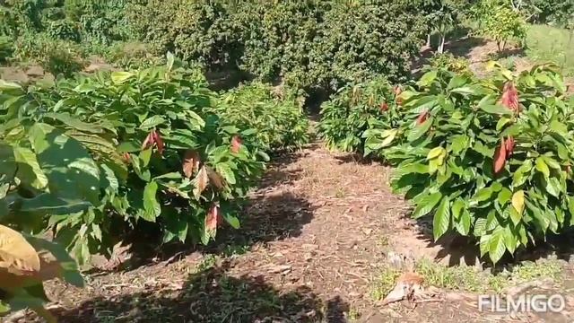 Kondisi Kebun Kakao 45 Pegunungan umur 1 tahun 8 bulan