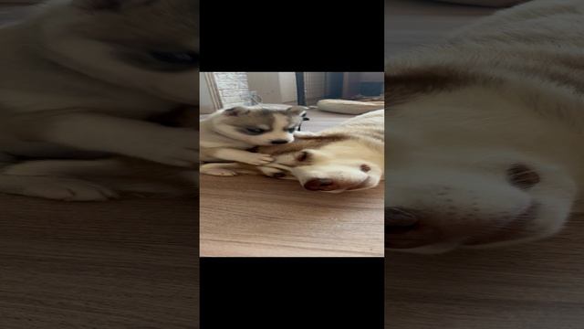Хаски малыши