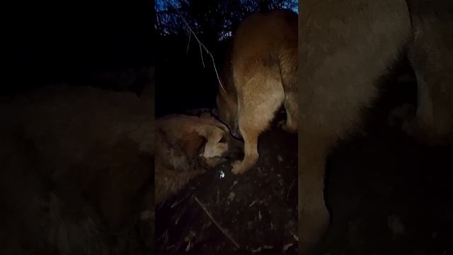 Тайсон и Арчи ищут клад