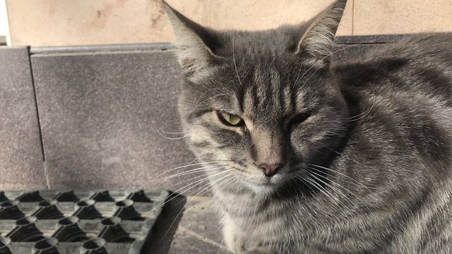 Кошки умные как мой папа
