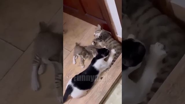 Забавные животные