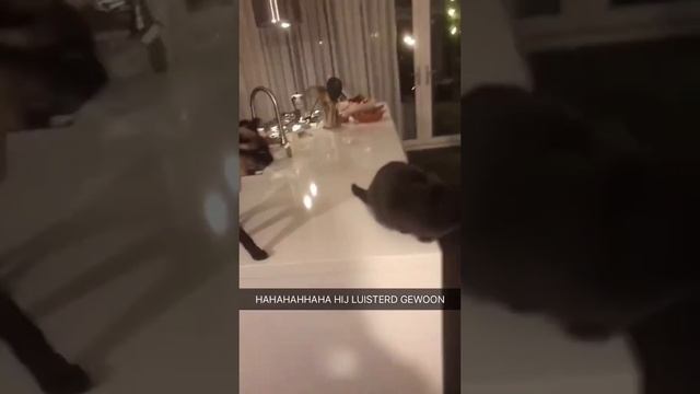 Котики чудят