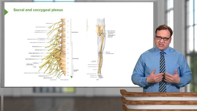 03. Lumbrosacral Plexus